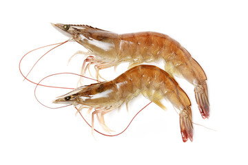 shrimps on a white background 