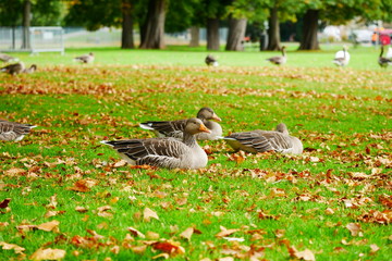 Graugans Schlosspark Stuttgart Oktober 2019