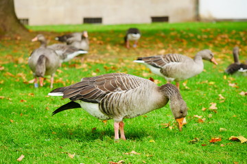 Graugans Schlosspark Stuttgart Oktober 2019