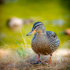 ente