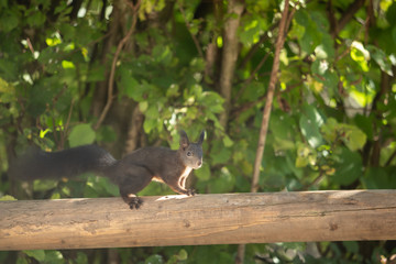 A beautiful squirrel on a wooden beam