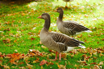 Graugans Schlosspark Stuttgart Oktober 2019