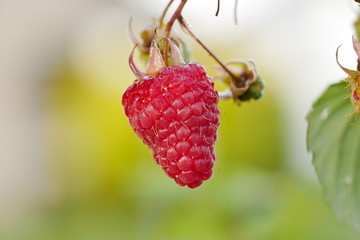 Raspberry Himbeere 