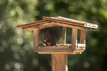 A sweet squirrel sits in a birdhouse and eats