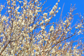 Flowering of plums in Tokyo - Japanese early spring