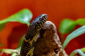 snake crawling around his house