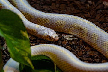 snake crawling around his house
