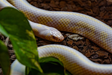 snake crawling around his house