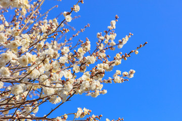 Flowering of plums in Tokyo - Japanese early spring
