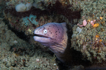 Naklejka na ściany i meble Geometric moray or Grey moray eel (Gymnothorax griseus) light colour body with black spots on its face, sticking it's head out on the reef.