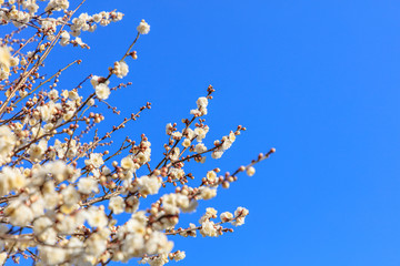 Flowering of plums in Tokyo - Japanese early spring