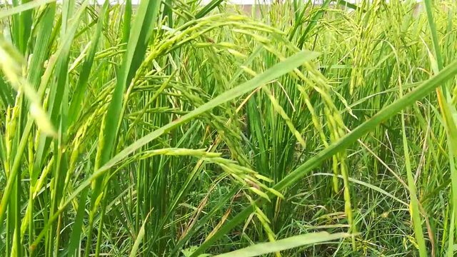Good Monring Basmati Rice Closeup