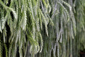 Close up green color of a tropical fern growing in a botanical garden for foliage backdrop