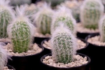 Cactus flower in pot at the green house with green nature background
