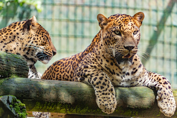 Leopard in a spanish zoo
