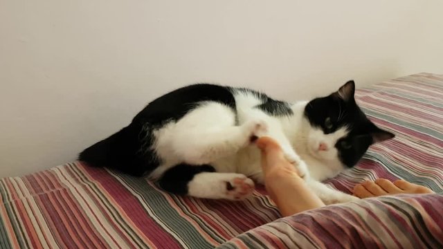 Morning in the house with the animal.The cat wakes up the sleeping owner by the legs. Hungry playful animal asks for food. Beautiful black and white cat paws touches the feet of the mistress and bites