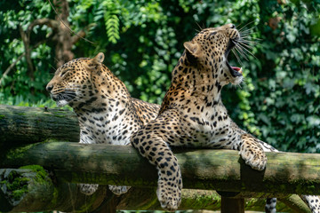 Leopard in a spanish zoo