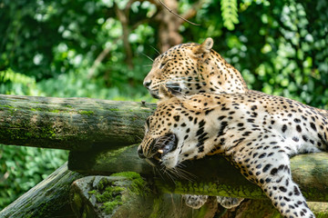 Leopard in a spanish zoo