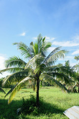 Naklejka na ściany i meble The Coconut, rice field with Blue sky ,outdoor style