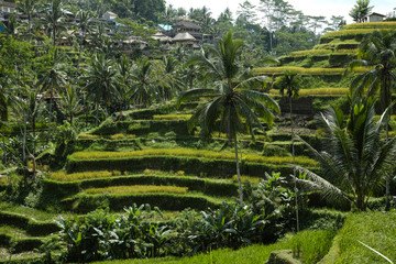 Fototapeta na wymiar The beautiful Tegalallang rice terraces near Ubud in Bali
