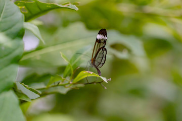 butterfly insect resting on plants and flowers