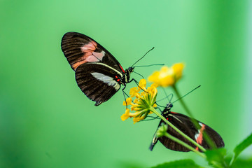 butterfly insect resting on plants and flowers