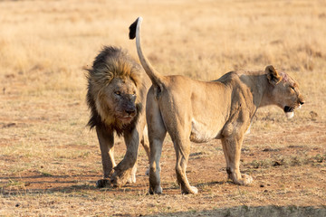 Naklejka na ściany i meble Big male lion approach a lioness to strengthen relationship in the pride