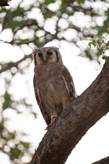 Verreaux's eagle-owl sitting in a tree in the early morning
