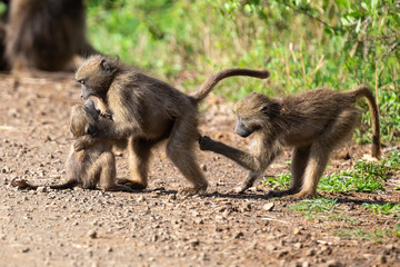 Family of baboons playing on the ground with their young to have fun
