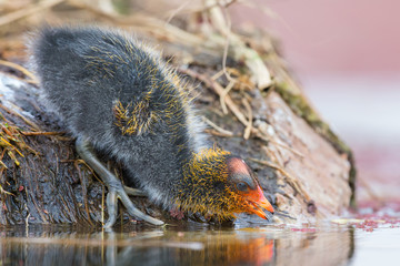 One Red-knobbed coot chick leaves the safety of nest to swim on a pond