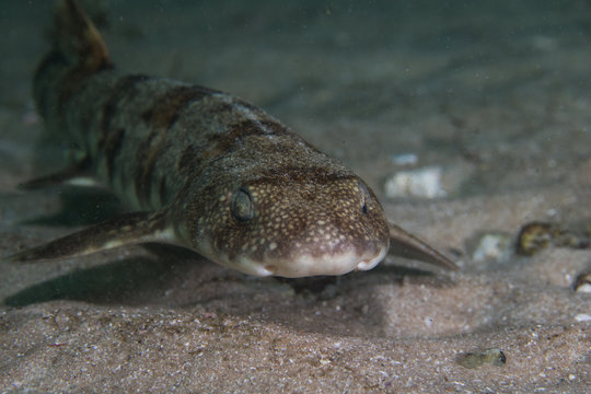 Puffadder shyshark (Haploblepharus edwardsii) swimming on the ocean floor.
