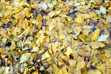 艶やかな黄色の公園の銀杏の落葉