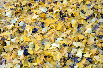 艶やかな黄色の公園の銀杏の落葉