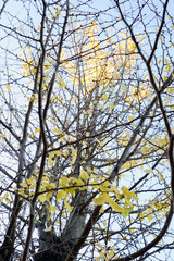 晩秋の空に映える細い枝シルエット