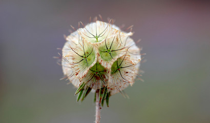 Scabiosa Prolifera Blossom Texture Background