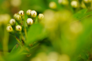 blühender eingriffeliger Weißdorn (Crataegus monogyna)