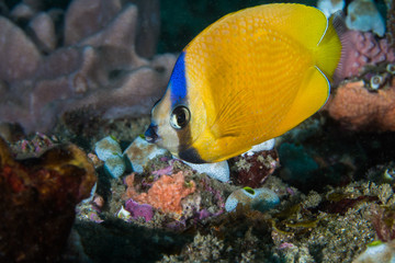 Fototapeta na wymiar Whitespotted butterflyfish or Klein's butterflyfish (Chaetodon kleinii), yellow with blue stripe in face.