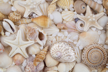 Many amazing seashells, coral and starfishes mixed