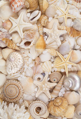 Many amazing seashells, coral and starfishes mixed