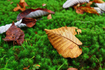 秋、落ち葉と苔の緑のカーペット（Green carpet of autumn moss）