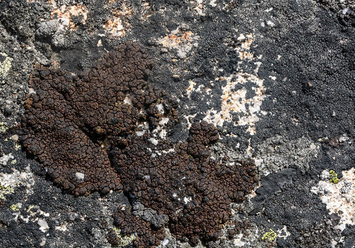 Thallus lichen Miriquidica garovaglii surrounded by others lichens (Schaereria fuscocinerea and Rhizocarpon geographicum) on on the rock in the wild.