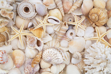 Many amazing seashells, coral and starfishes mixed