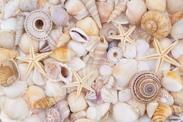 Many amazing seashells, coral and starfishes mixed