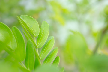 the leaf in nature abstract background, the nature background, plant in nature