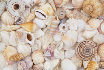 Seashells background, many sea shells piled together