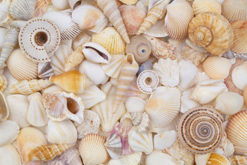 Seashells background, many sea shells piled together