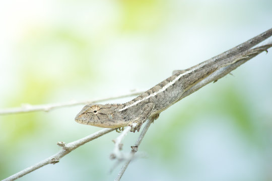 the chameleon in the naute close-up, the animal in wild
