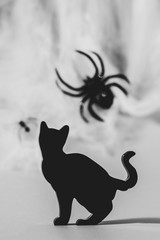 halloween isolated black cat silhouette on spiderweb background