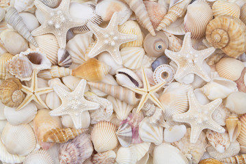 Many amazing seashells, coral and starfishes mixed