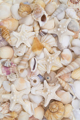 Many amazing seashells, coral and starfishes mixed